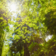 Heavyfleetsustainabilityhowfuelmanagementcontributestoenvironmentalgoals